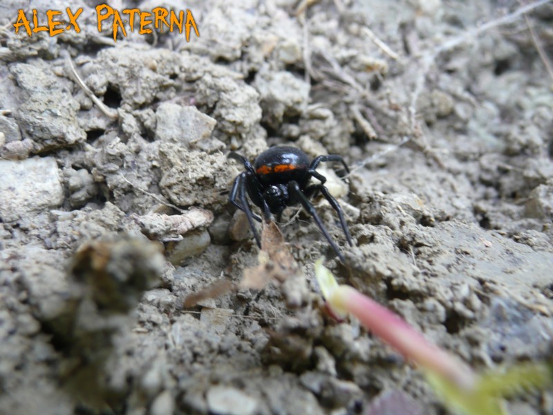 Steatda paykulliana, Argiope bruennichi, Araneneus angulatus